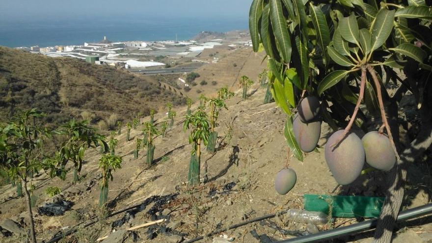 Una explotación de mangos en el límite entre los términos municipales de Torrox y Vélez Málaga.