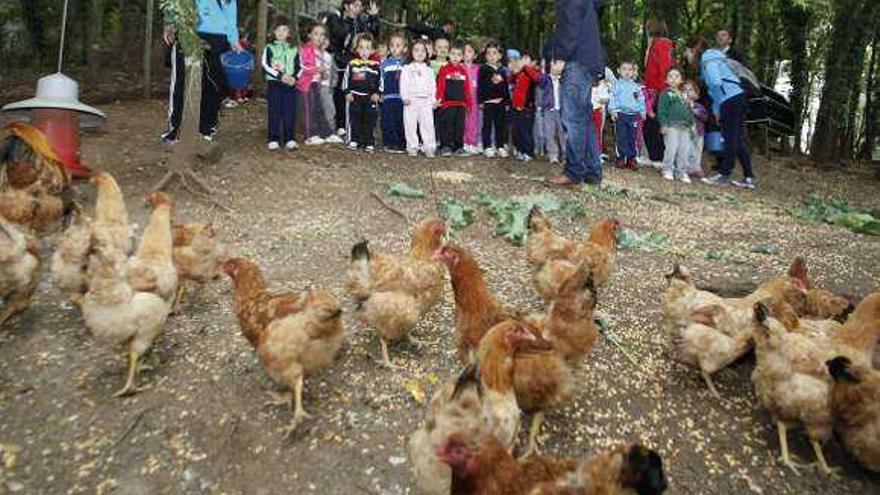 Los niños dieron de comer a las aves y participaron en las faenas propias de una granja durante parte de la mañana.  // Bernabé/Gutier