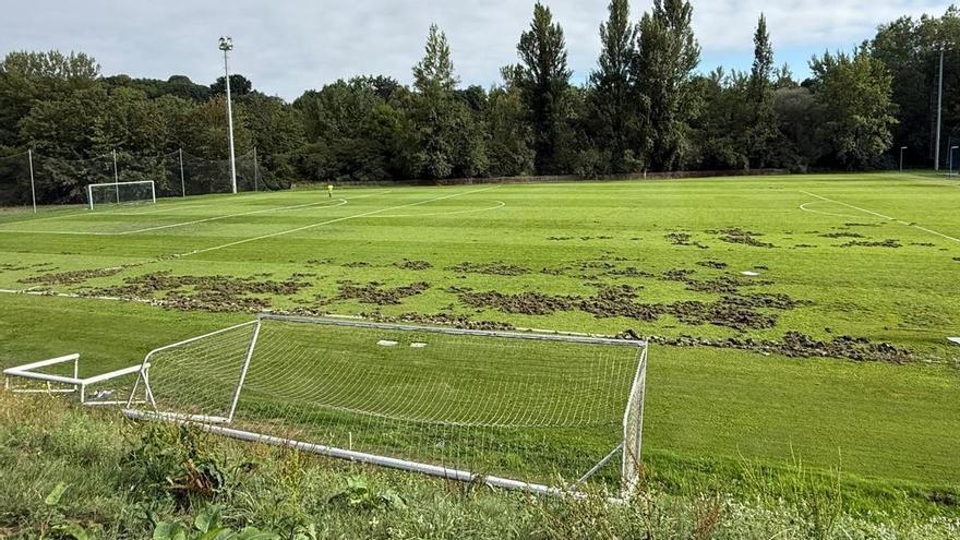 Uno de los campos de El Requexón amanece pisoteado por jabalíes