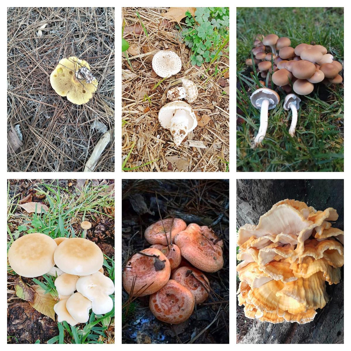 1. Seta u hongo del género «suillus», ya presente. 2. Ejemplares de «amanita ponderos». 3 y 4.  Piezas recolectadas del género «Agrocybe agerita» o «seta de chopo». 5. «Níscalos», «rebollones» o «lactaruis deliciosus». 6. «Laetiporus sulphureus».
