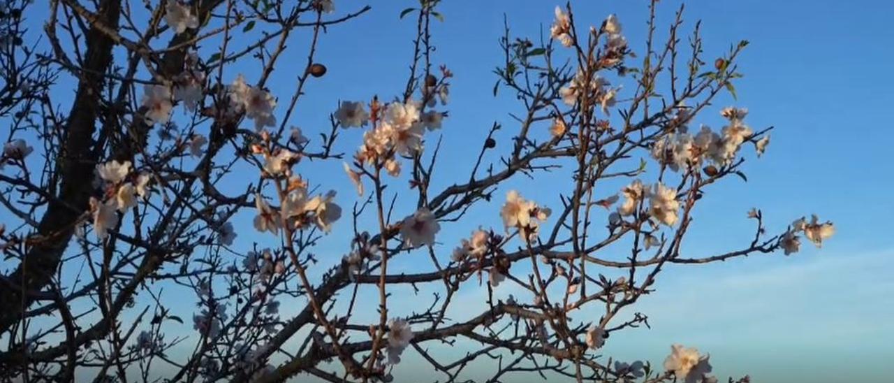 Auf Mallorca hat die Mandelblüte begonnen