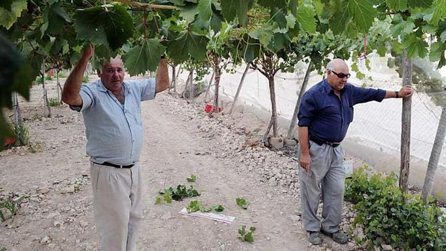 Agricultores de La Murada llevan desde el 1 de julio sin dormir en sus casas por el temor a que les sigan robando las cosechas.