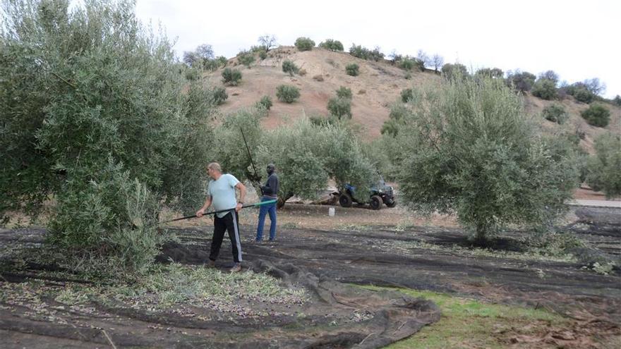 Apuestan por la autorregulación para que el olivar recupere fuerza