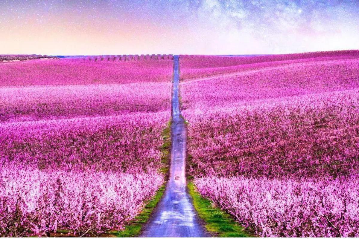 La estampa más bonita de la primavera se encuentra en la Región de Murcia.