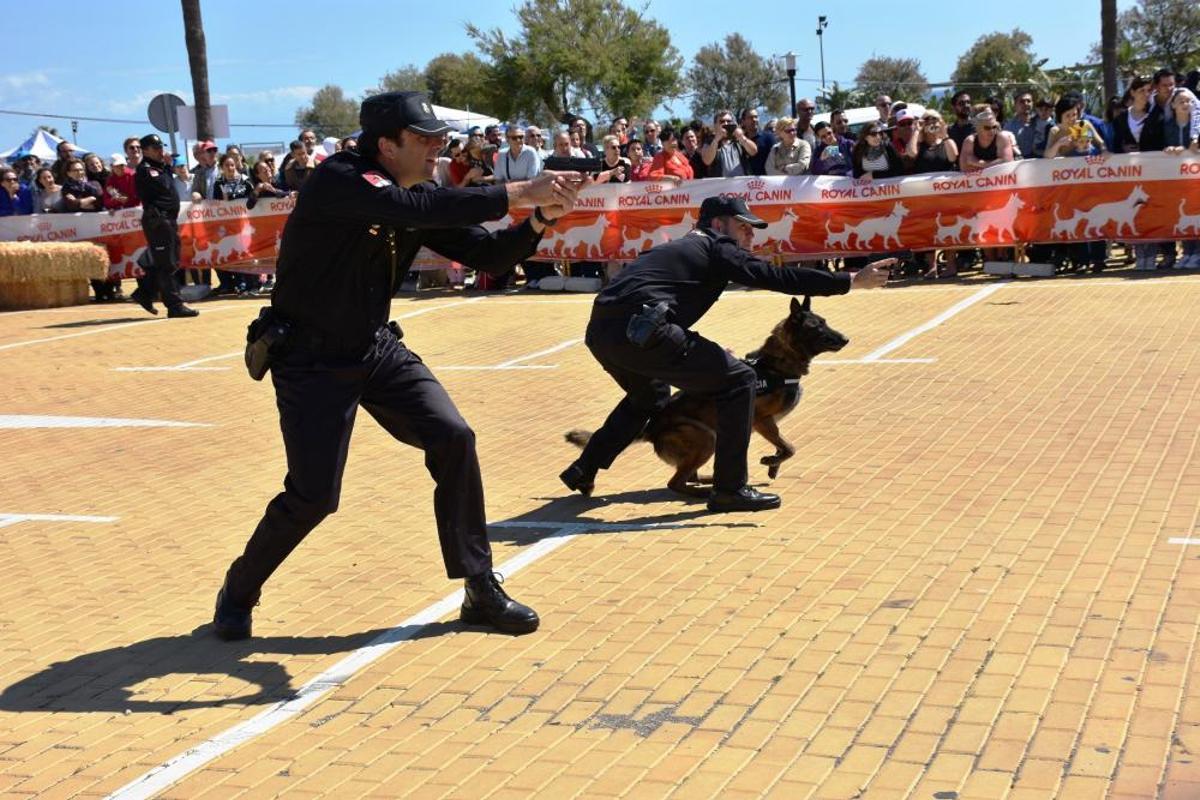 Decenas de personas se reunieron junto al Castillo Sohail para celebrar el Día del perro que se celebra desde hace siete años en Fuengirola.