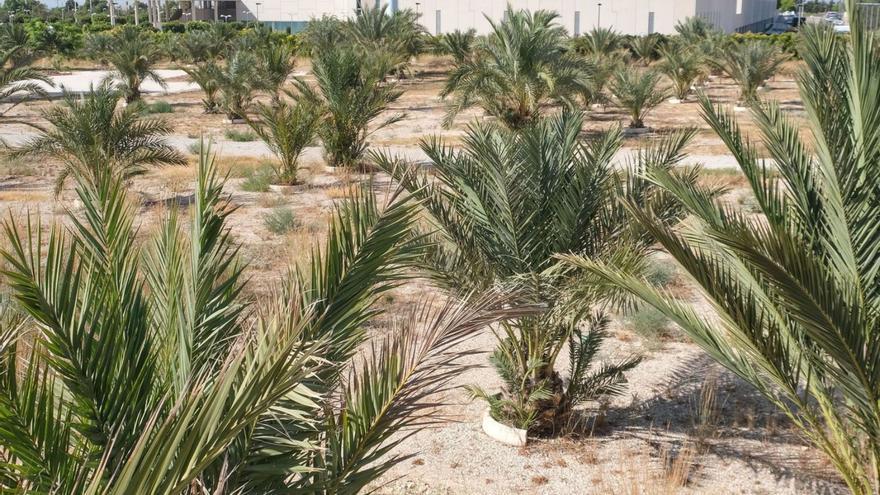 El Jardín de los Niños y Niñas de Elche, situado junto al Hospital del Vinalopó. | ÁXEL ÁLVAREZ