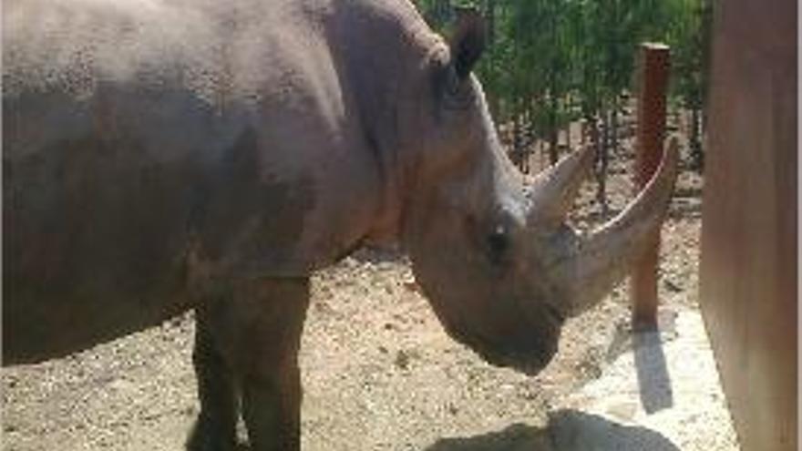 Rómulo explora su nuevo cobijo en el zoo sevillano.