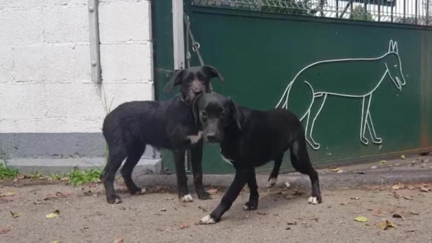 Así son Cecilia y Celeste, las dos perras abandonadas a la puerta del Albergue de Animales de Oviedo