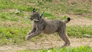 Dos linces ibéricos de Andalucía llegarán este otoño a Toledo: así será su nuevo hogar de 1.560 metros cuadrados