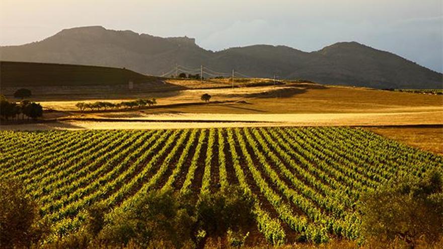 La Viña impulsa proyectos que garantizan la conservación del viejo viñedo de la zona del Clariano.