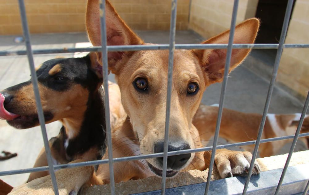 Visita a la Protectora de Animales y Plantas de Málaga