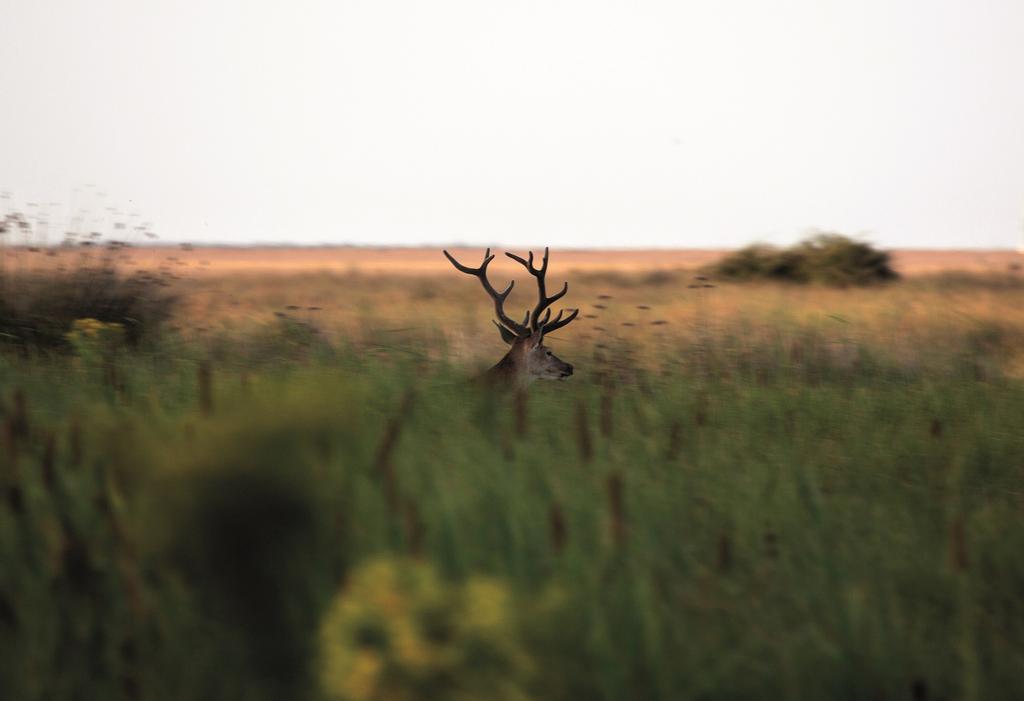 Ciervo cruzando Doñana al atardecer.