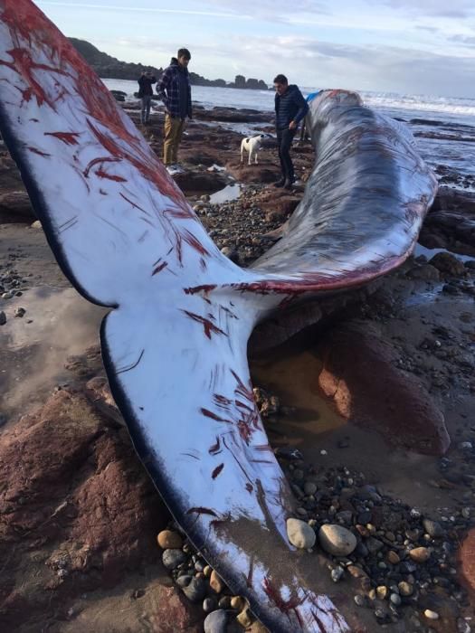 Encuentran una ballena varada en Caravia