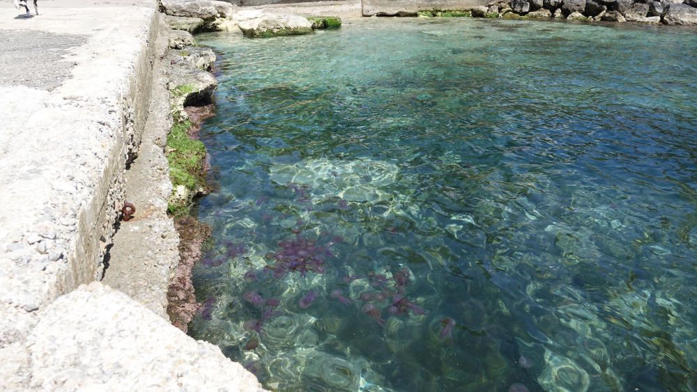 Quallenplage vor der Küste von Cala Vinyes