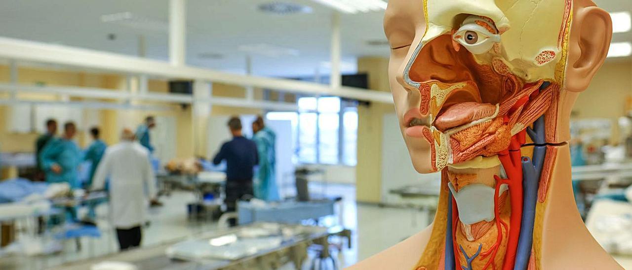 Prácticas con cadáveres en la Facultad de Medicina de la UMH, en foto de archivo. |