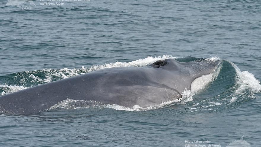 Una ballena en las Rías Baixas.