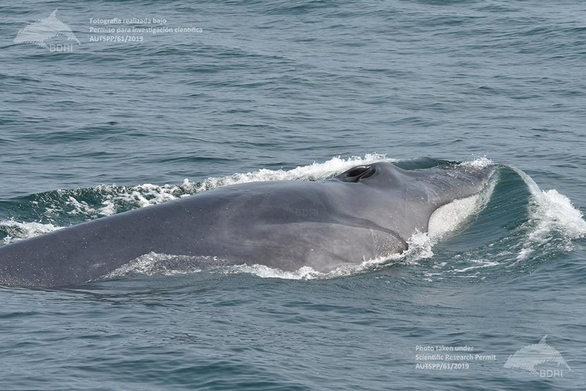 Una ballena en las Rías Baixas.