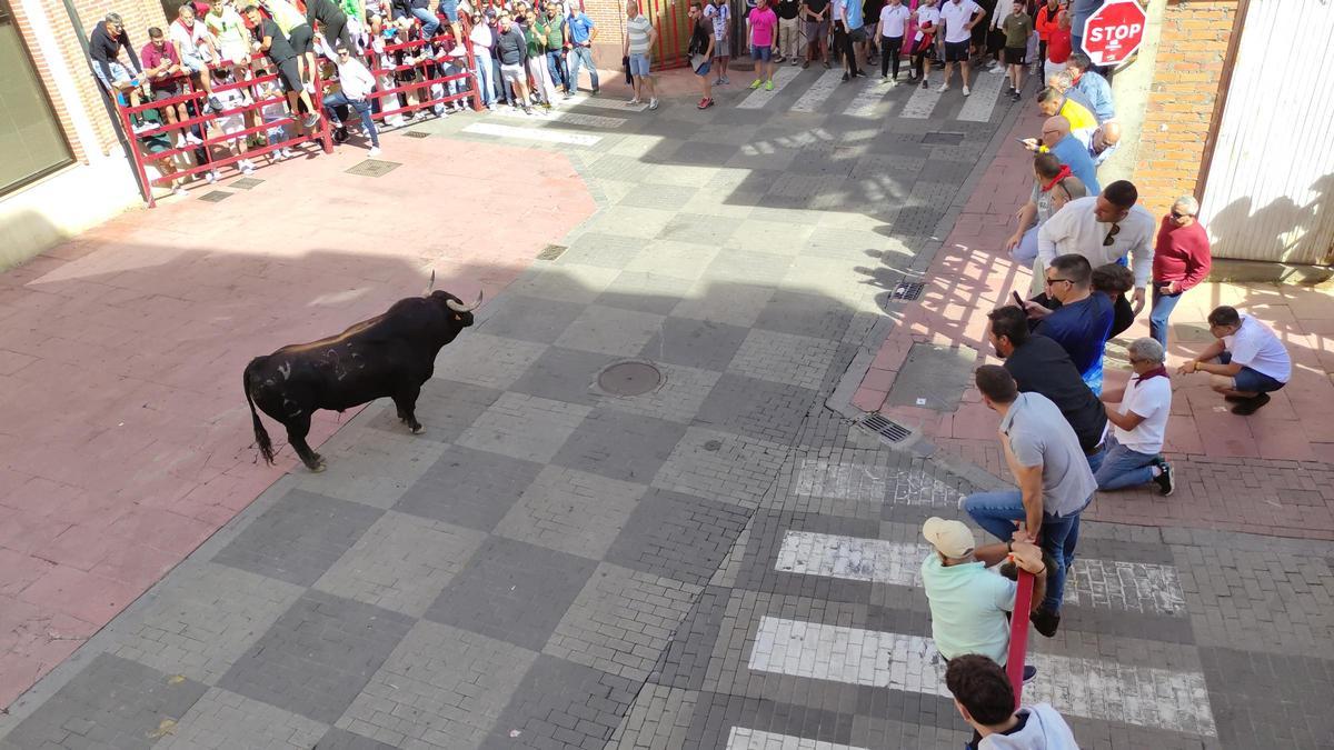 GALERÍA: El toro del cajón de La Reata, de las fiestas de Benavente, en imágenes