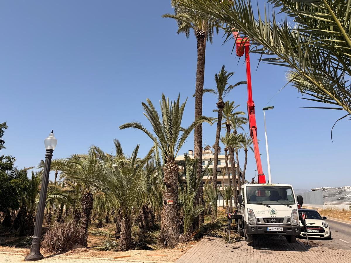 Los trabajos de poda en la zona de Travalón, en el entorno del Martínez Valero.