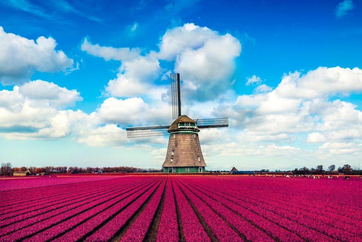 Campo de Tulipanes, Holanda