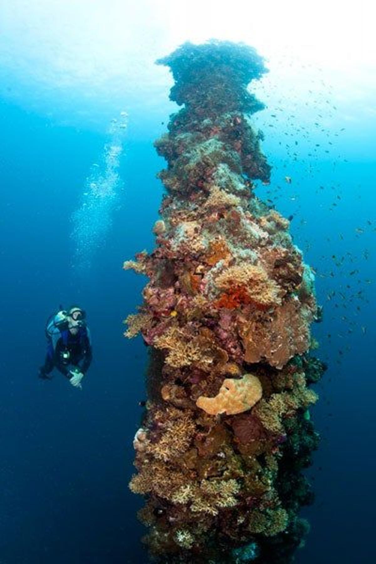 Mástil del navío japonés Iro Maru, hundido en la Segunda Guerra Mundial, convertido en arrecife de coral en Palaos.