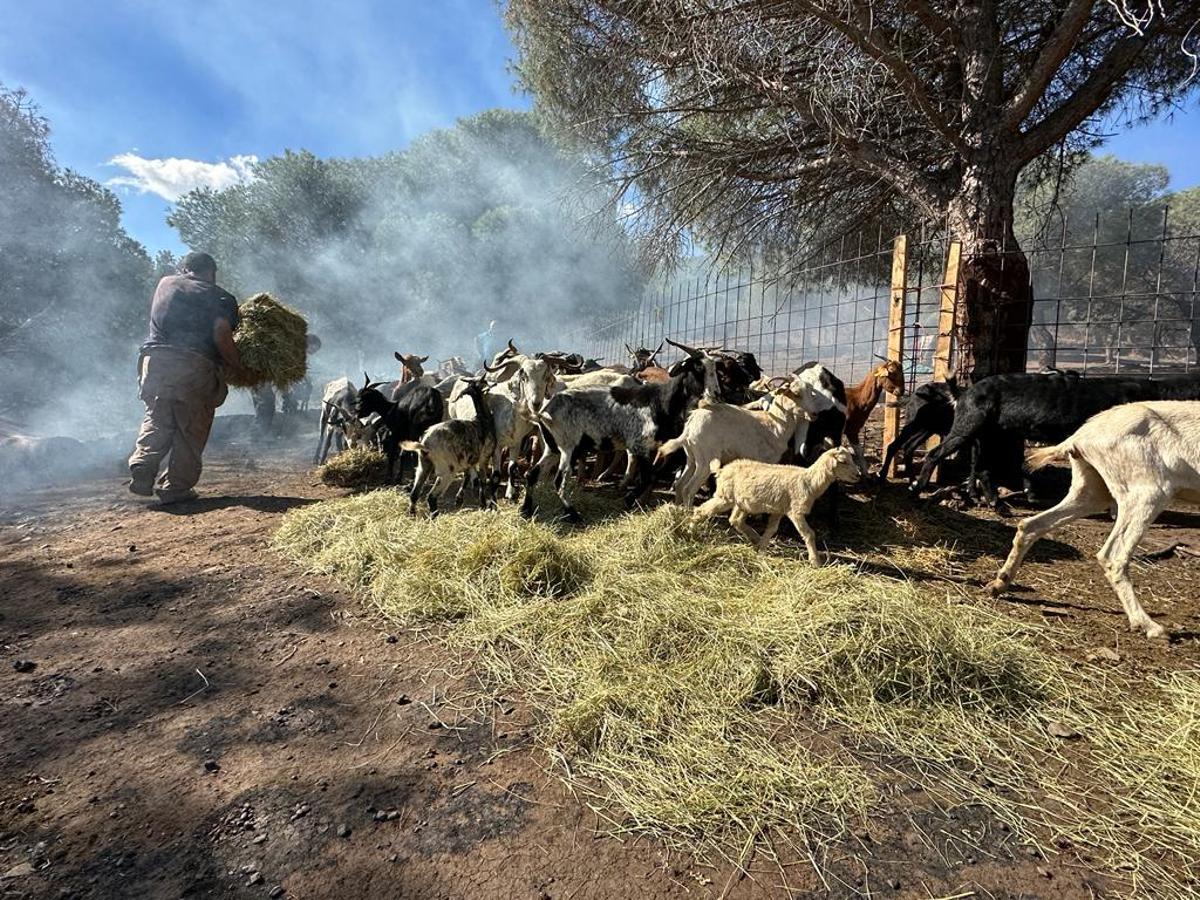 Pastores en la zona del incendio de Portbou