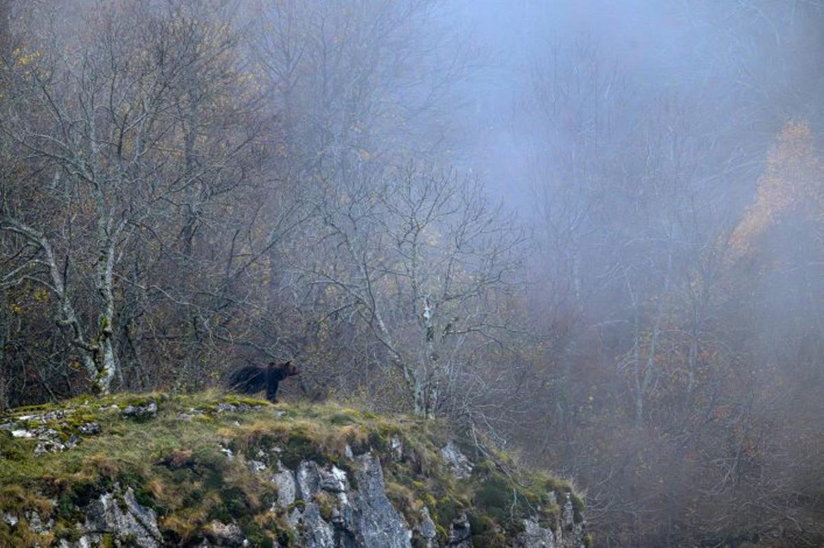 Somiedo, el concejo que retrata a los osos