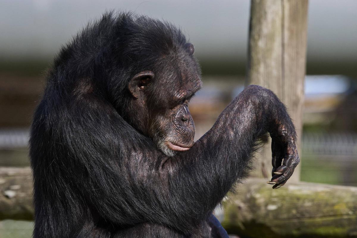 La Fundació Mona, ubicada a Riudellots de la Selva