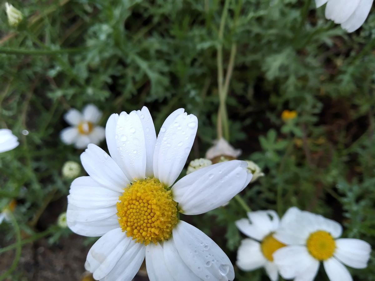 Anthemis marítima