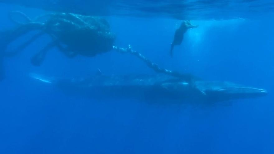 Liberación de una ballena en Morro Jable