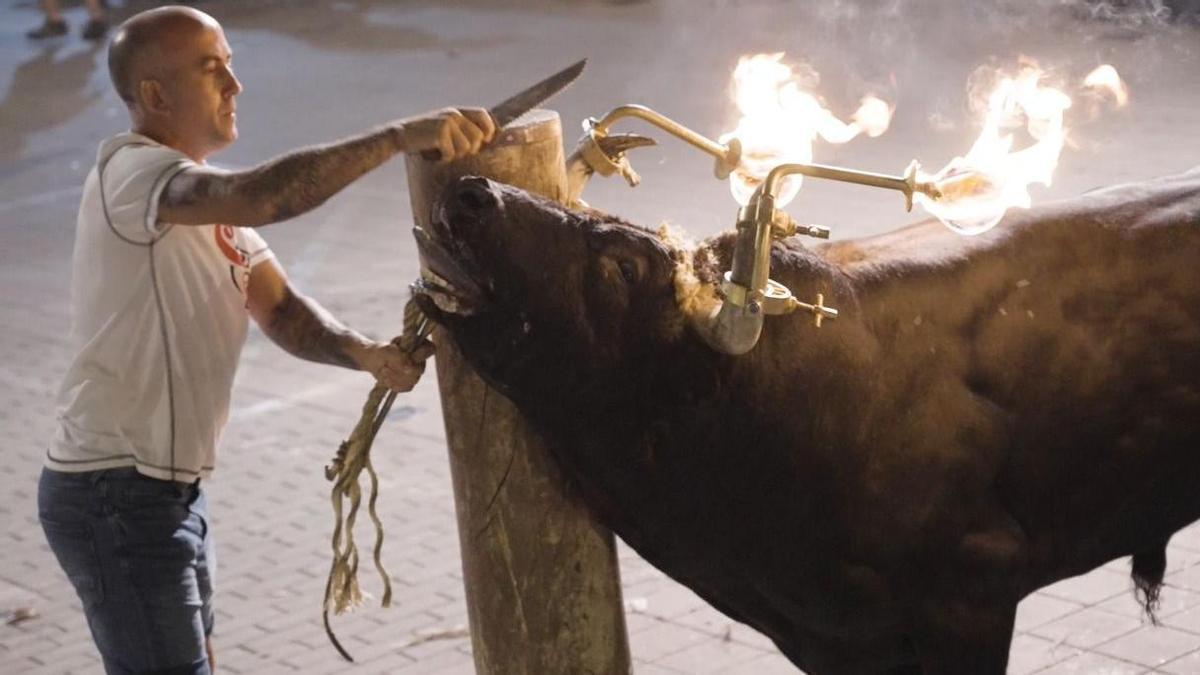 La celebración del "bou embolat" consiste en prender antorchas con fuego en los cuernos del toro.