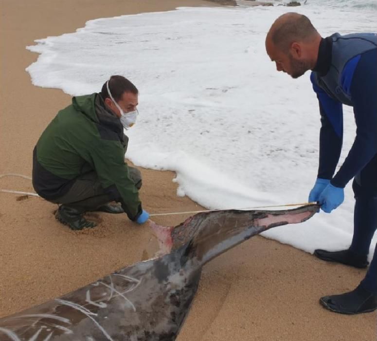 Troben una balena morta en una platja de Tossa