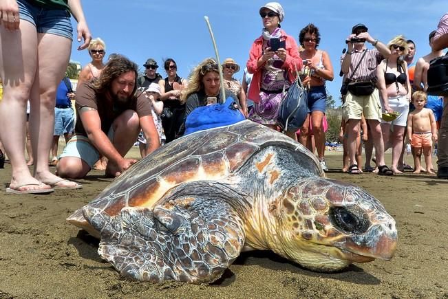 18/03/2016 PLAYA DEL INGLES, SAN BARTOLOME DE TIRAJANA. Suelta de tortugas bobas en Playa del Ingles. Foto: SANTI BLANCO