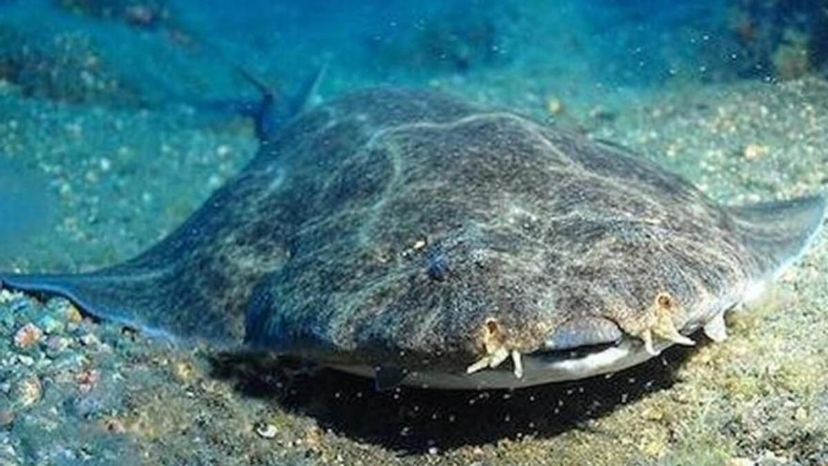 Imagen de un angelote en una playa de Canarias.