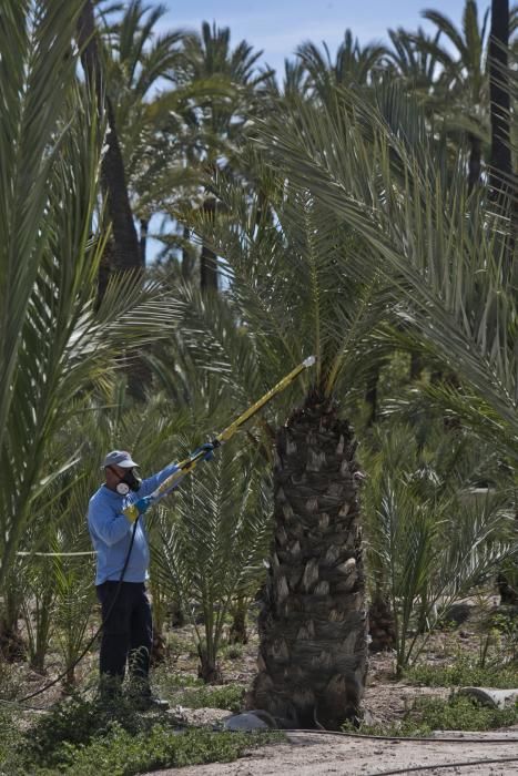 Investigación de la UMH sobre el Palmeral