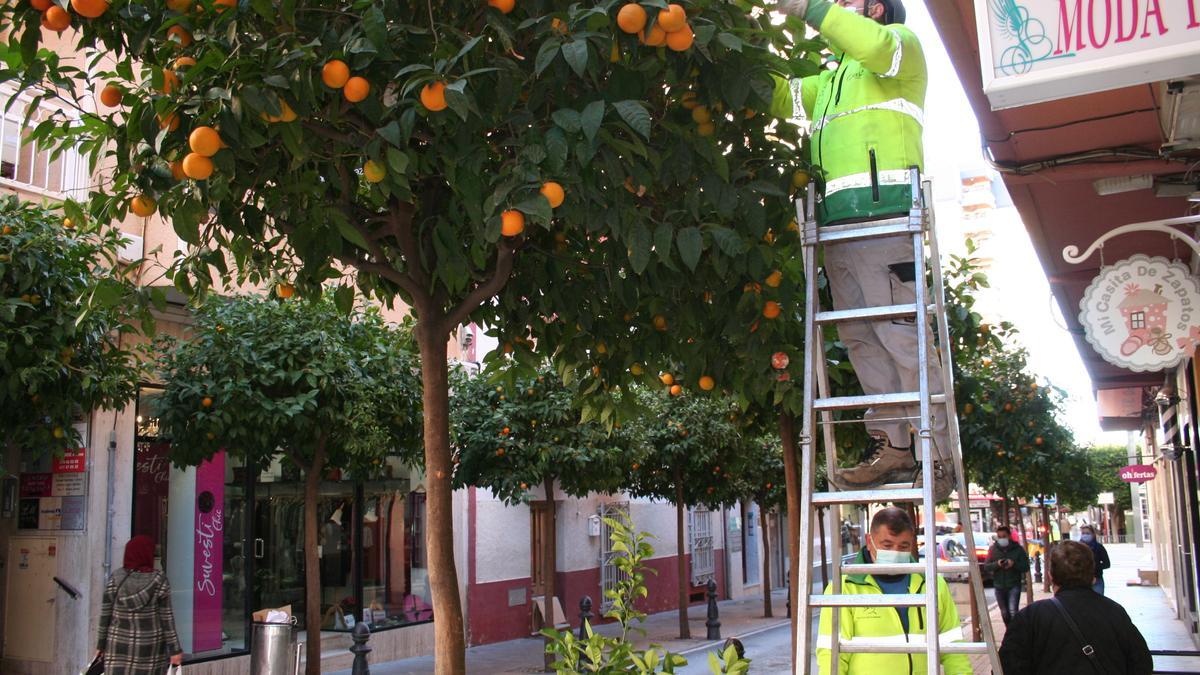 Operarios de jardinería recortando los naranjos de Poeta Carlos Mellado.