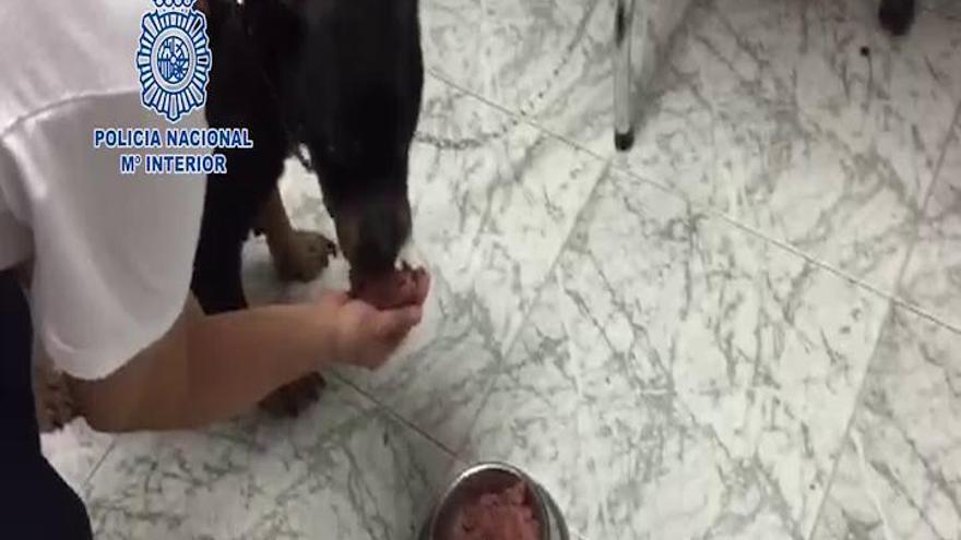 Rescatan a un perro maltratado por su dueña en Vélez