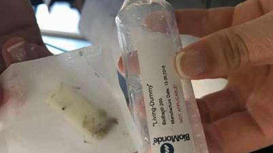 El tratamiento con larvas para limpiar heridas busca pacientes en Galicia