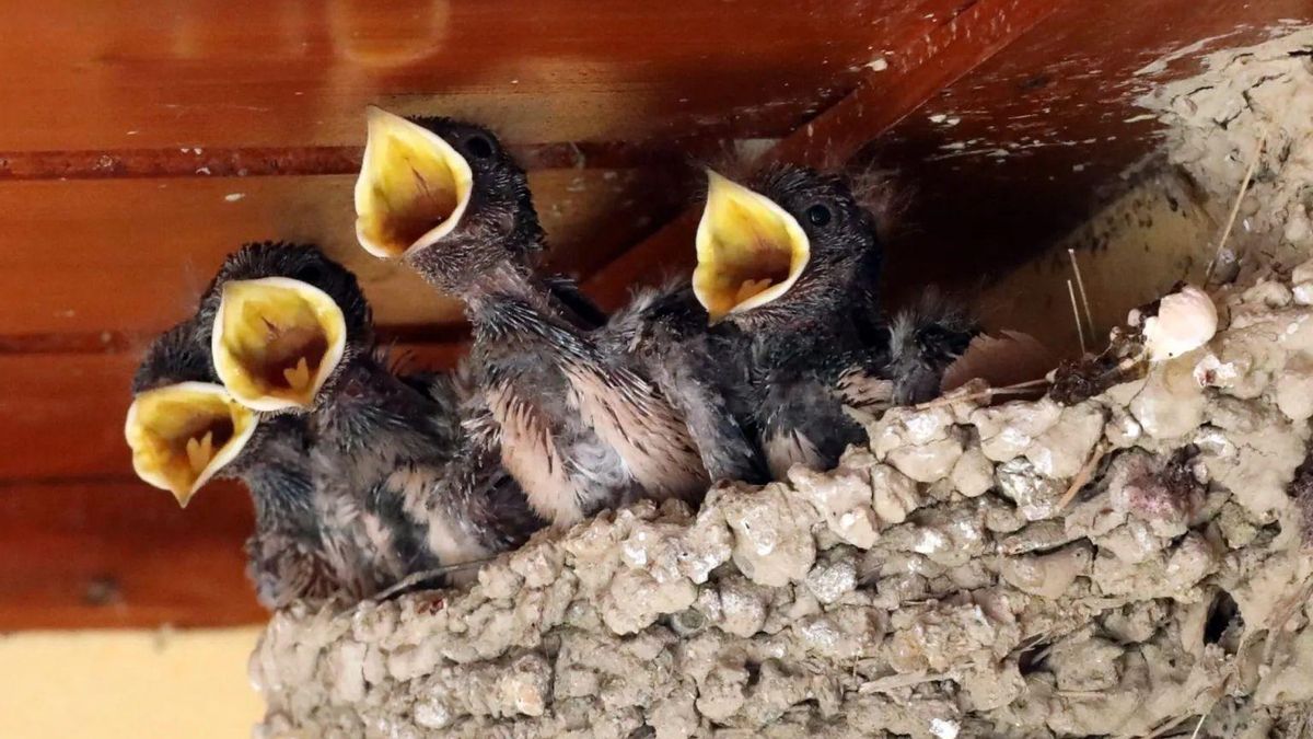 Destruir nidos de aves puede suponer multas de hasta 200.000 euros.