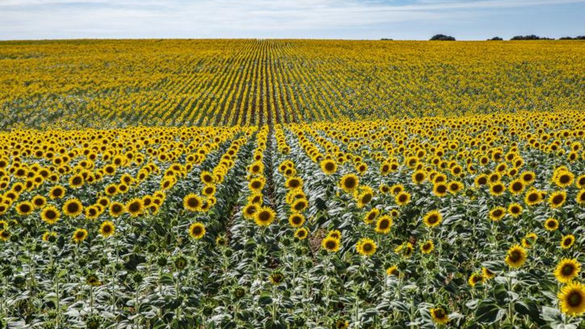 Un santuario de girasoles en España: lo visitan miles de japoneses cada año