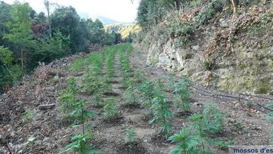 Detingut un home a Arbúcies per cultivar marihuana al Parc Natural del Montseny