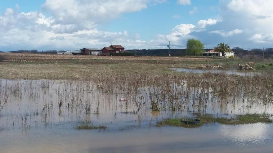 La lluvia y el frío mermarán la producción de la fruta y retrasarán el tomate en Extremadura