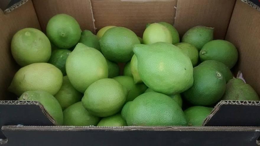 Consum comprará más de 2.200 toneladas de limones murcianos en la campaña 2021-22