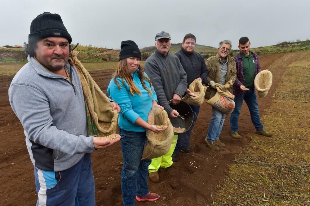 Plantación de trigo y lenteja en Juncalillo (Gran Canaria)