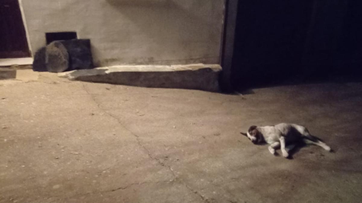 Perro asesinado a la puerta de casa en Puercas de Aliste.