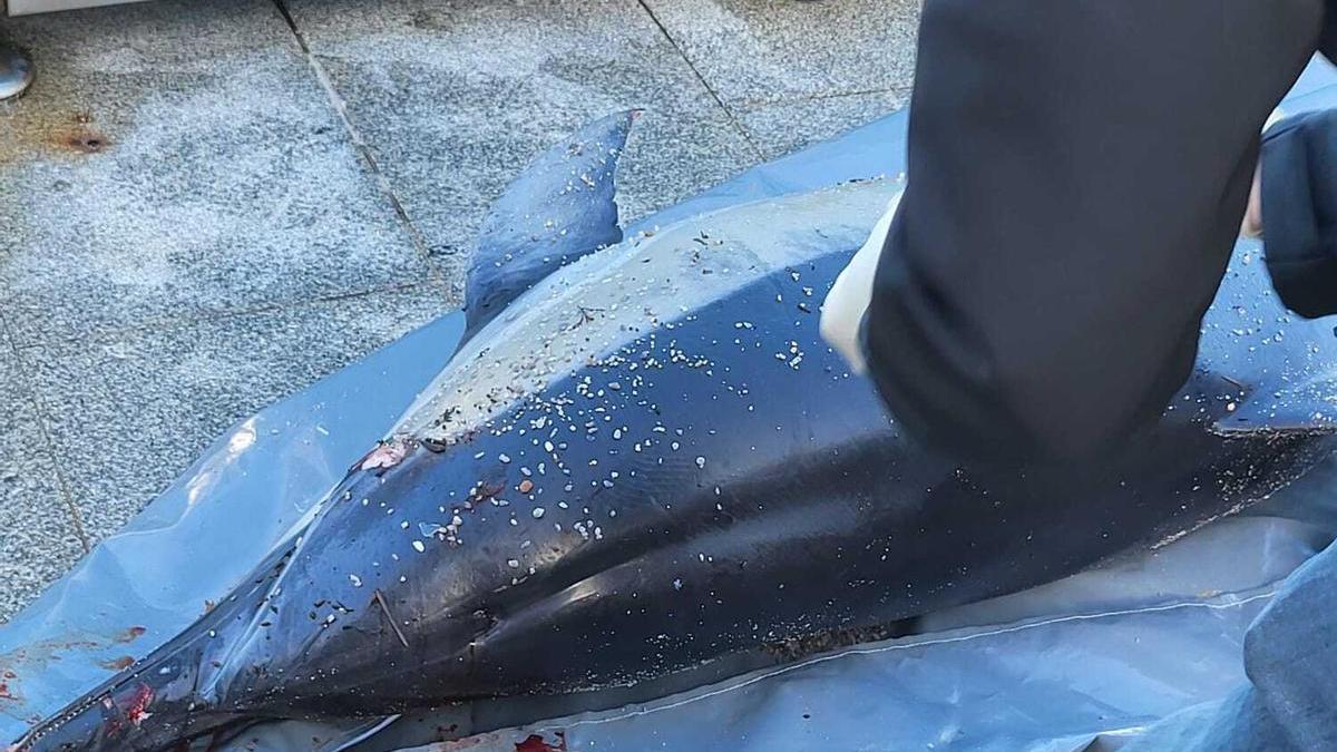 Arroaz varado en el Orzán