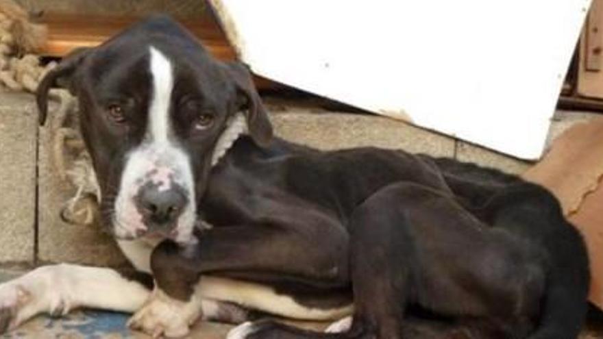 El perro desnutrido y deshidratado rescatado por la Policía.