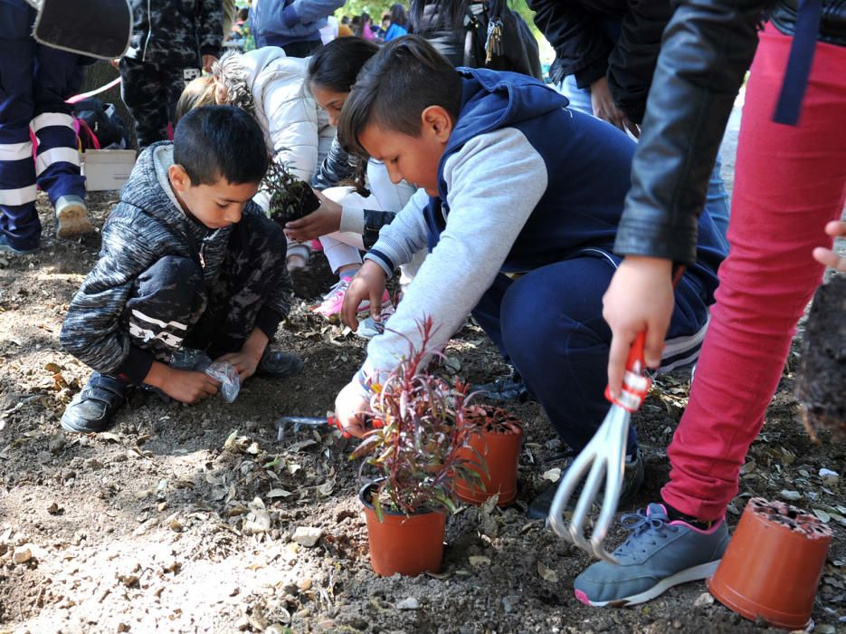 Festa de l''Arbre de Figueres