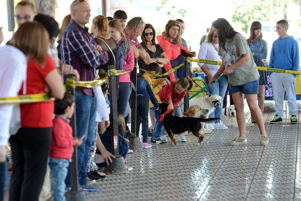 Feria de adopción de mascotas en La Felguera