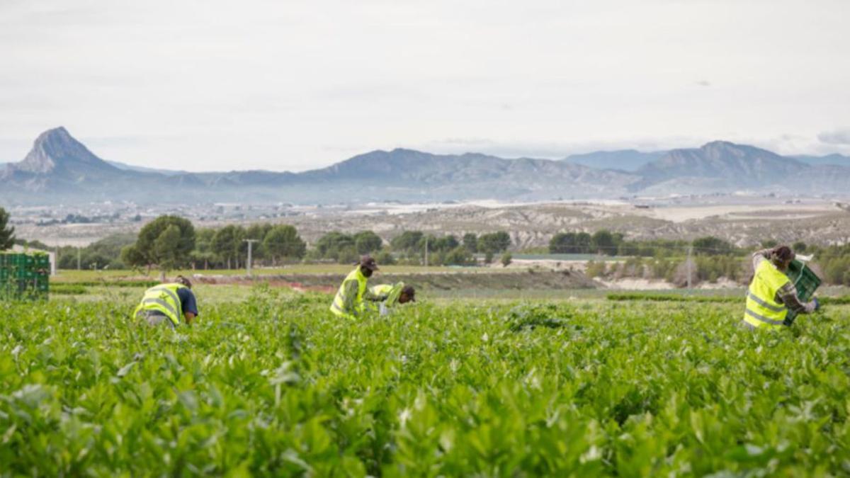 Agrícola Marvic, líder en producción y comercialización de productos ecológicos.